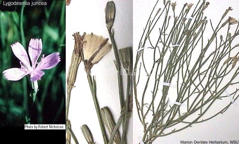 skeletonweed